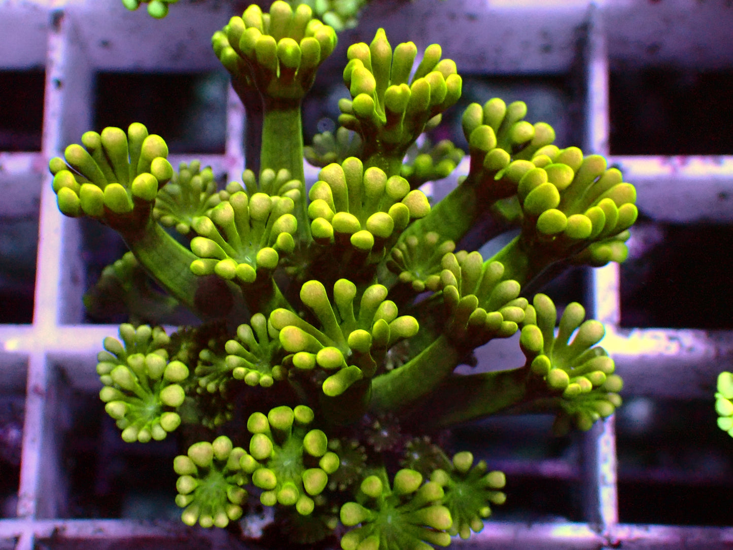 Yellow/Green Alveopora | WYSIWYG