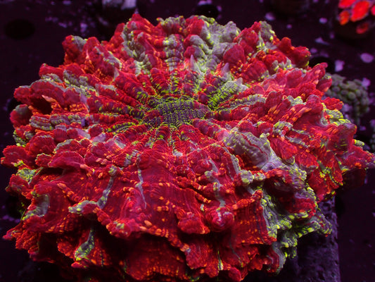 SUPER RAINBOW GALAXY Acanthophyllia | WYSIWYG