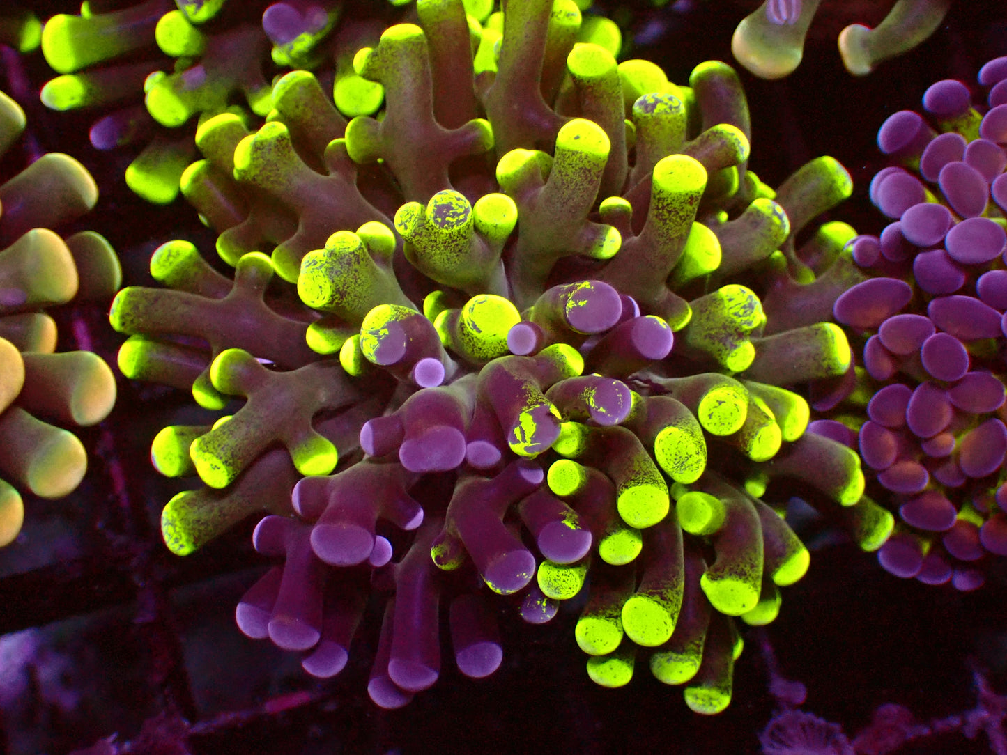 Grafted Toxic Paraancora | WYSIWYG
