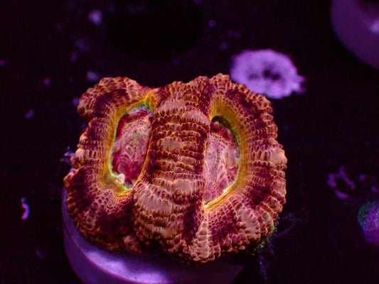 Asian Acan "Mastergrade/Yellow Rim" | WYSIWYG
