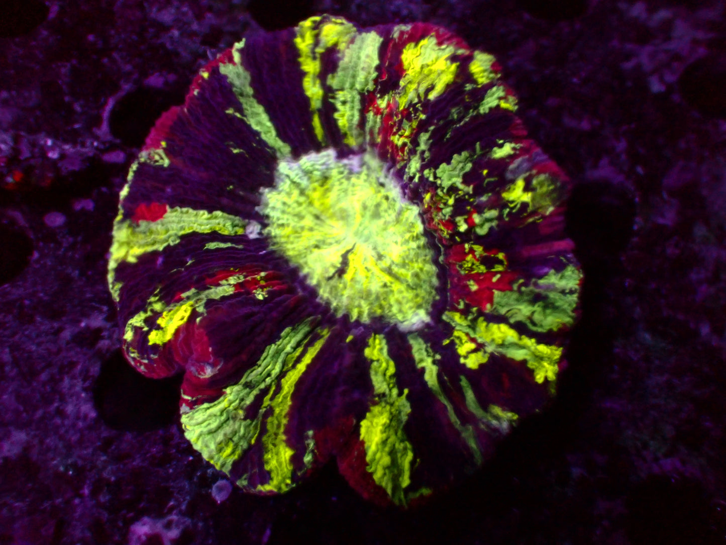 Rainbow Trachyphyllia | WYSIWYG