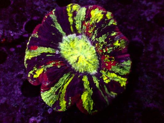 Rainbow Trachyphyllia | WYSIWYG