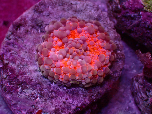 Ultra Pink/Orange Yuma Mushroom | WYSIWYG