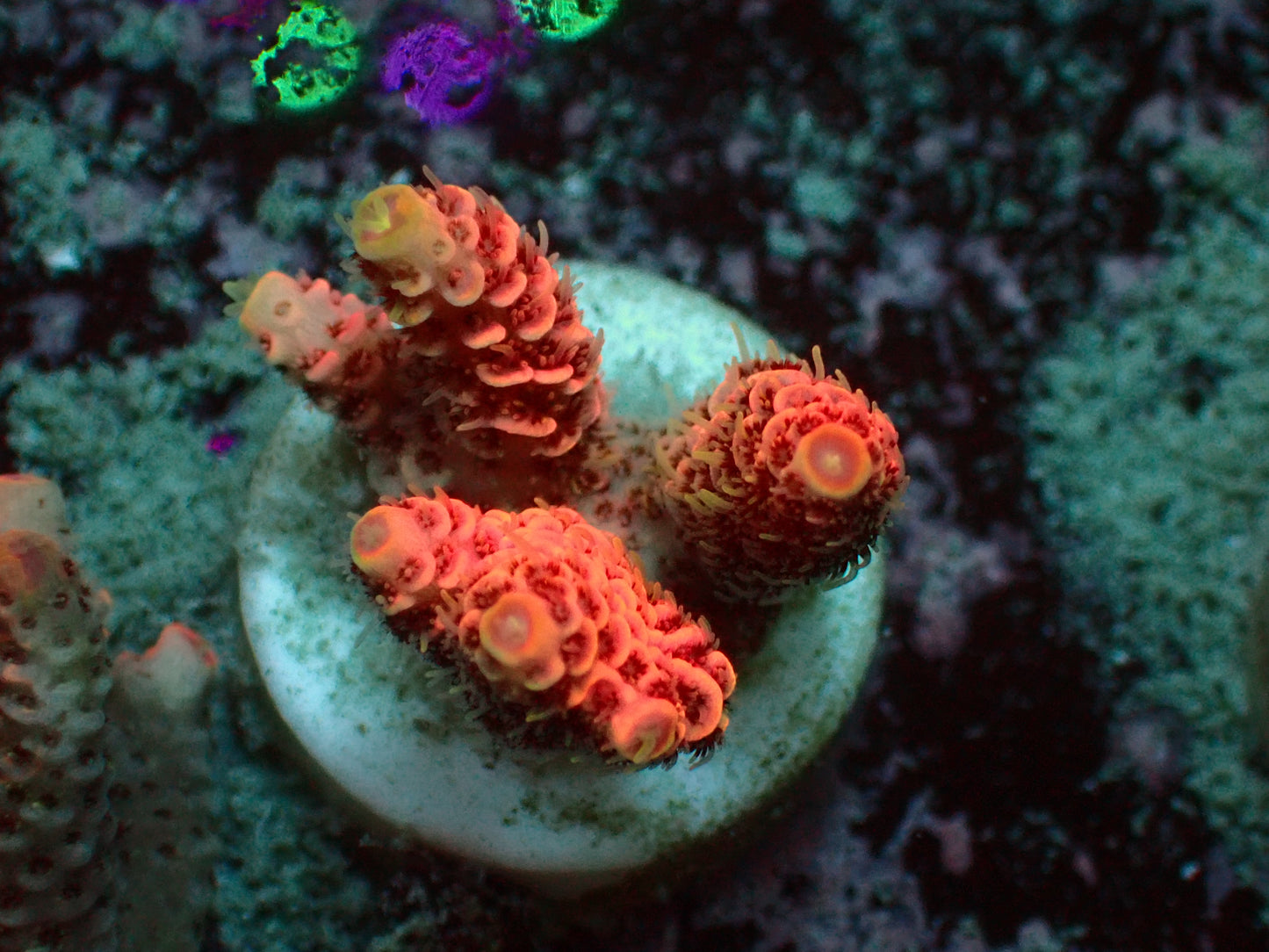 Acropora Millepora "Pink" | WYSIWYG