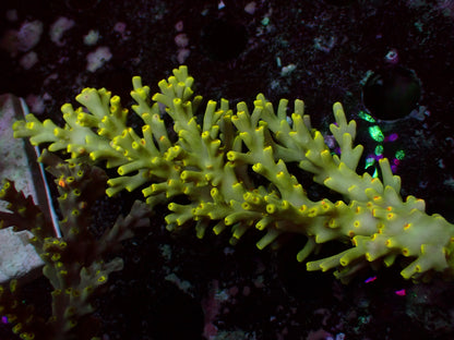 Acropora Speciosa "Flaming Sunrise" | Kolonie