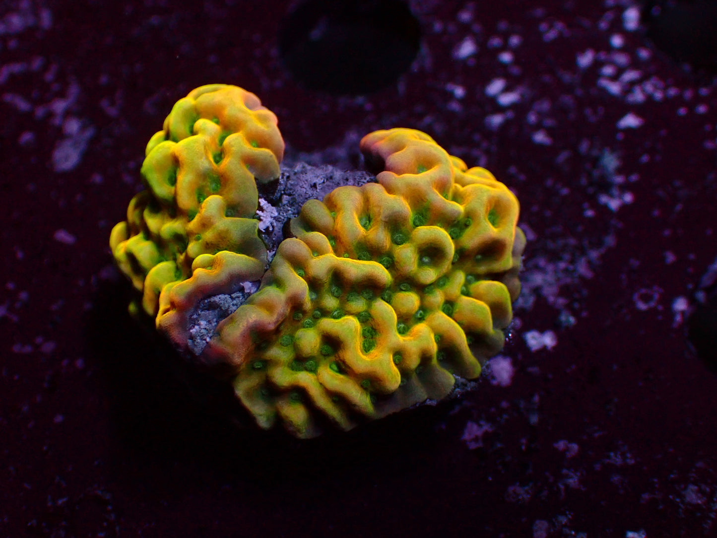 Beachbum Montipora | WYSIWYG