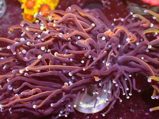 Black Panther Torch | WYSIWYG