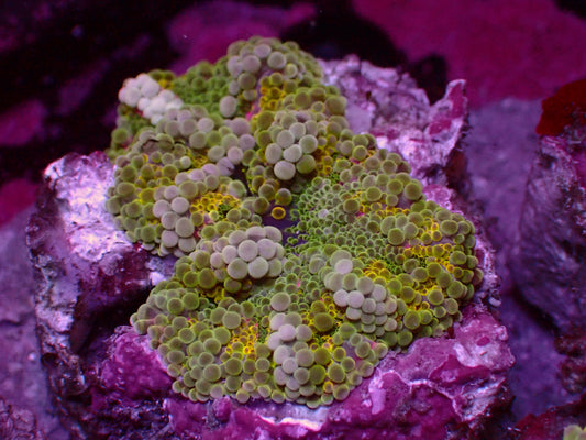 Incredible Rainbow Yuma Mushroom | WYSIWYG