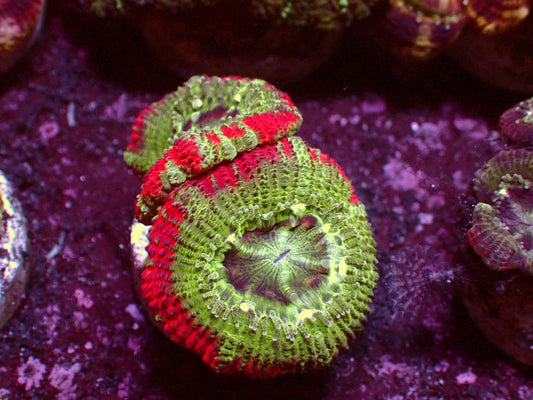 Crazy Red Asian Acanthastrea | WYSIWYG