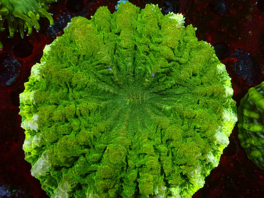 Ultra Green Acanthophyllia | WYSIWYG