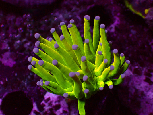 24k Holy Grail Torch | WYSIWYG