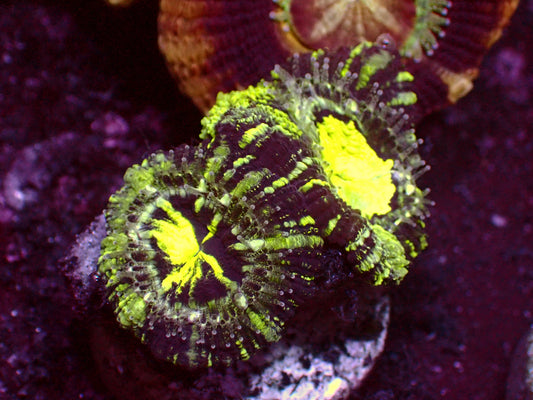 Insane Toxic Grafted Asian Acanthastrea | WYSIWYG