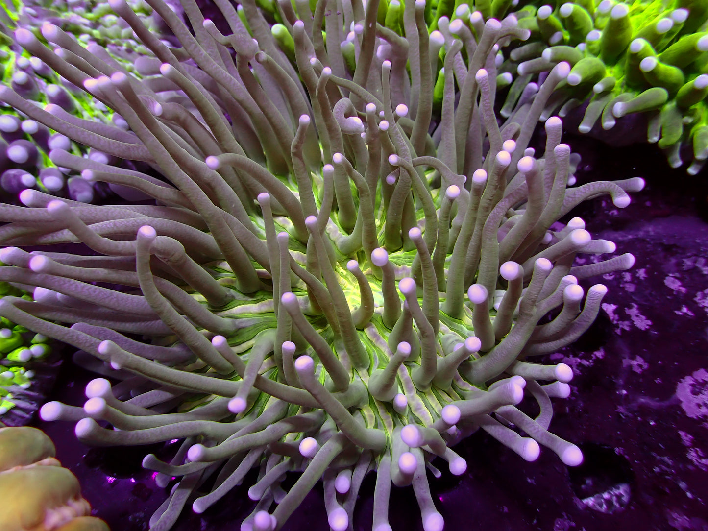 Heliofungia "Green Center" | WYSIWYG