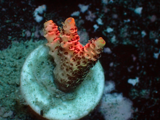 Acropora Millepora "Pink" | WYSIWYG