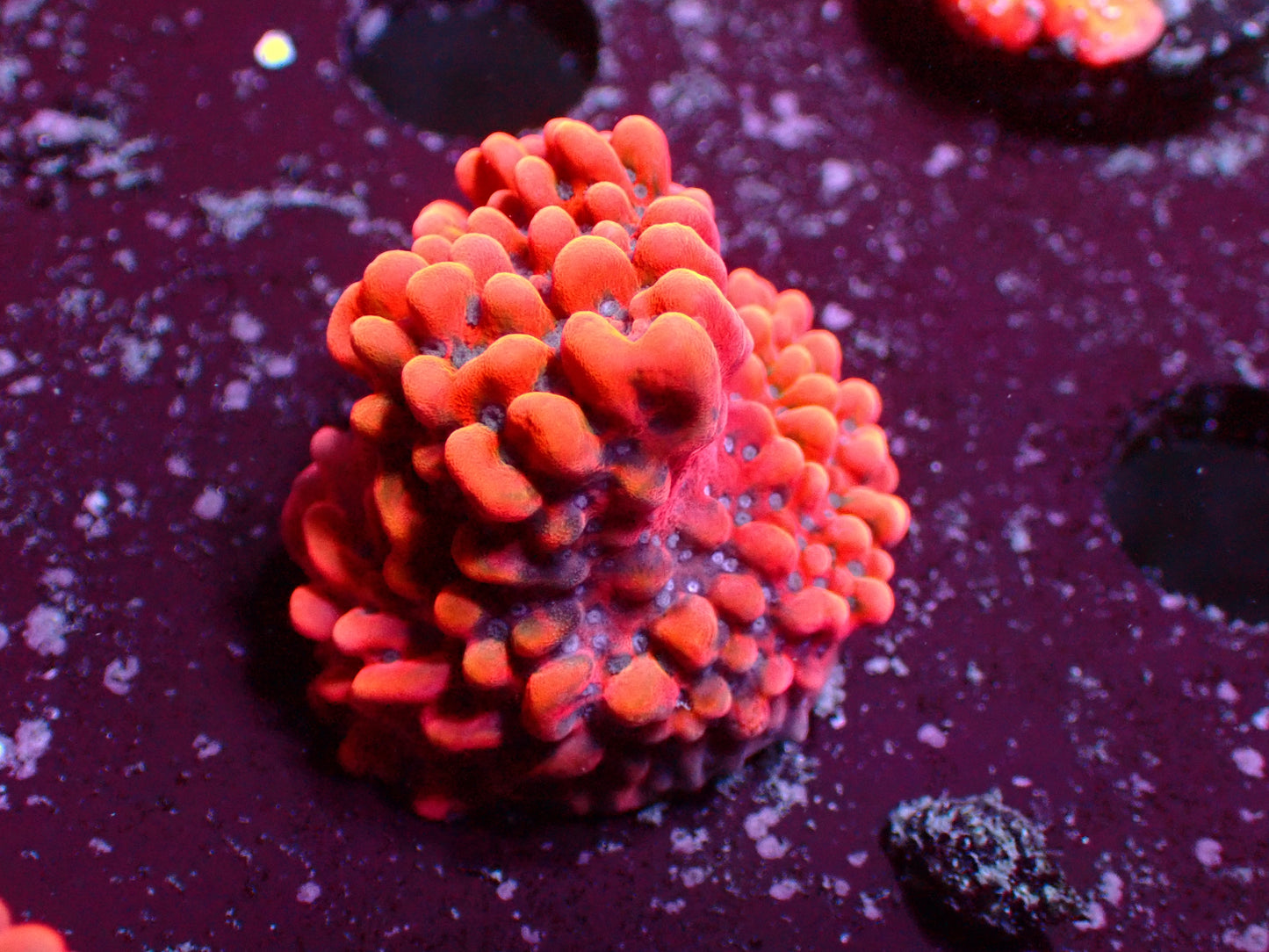 PR Magma Montipora | WYSIWYG