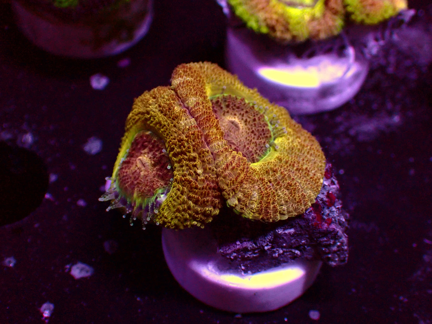 Asian Acan "Crazy Gold" | WYSIWYG