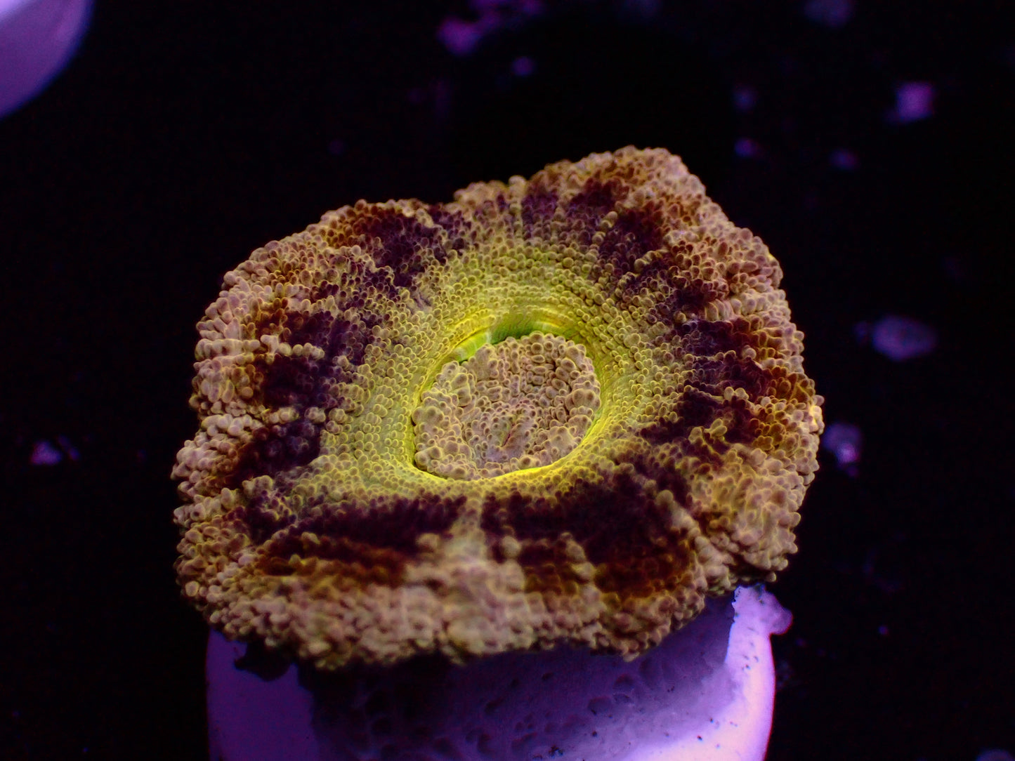 Asian Acan "Gold/Yellow Rim" | WYSIWYG