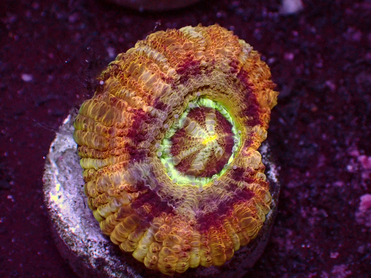 Holy Ufo Asian Acanthastrea | WYSIWYG