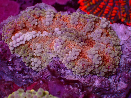 Rainbow Yuma Mushroom | WYSIWYG