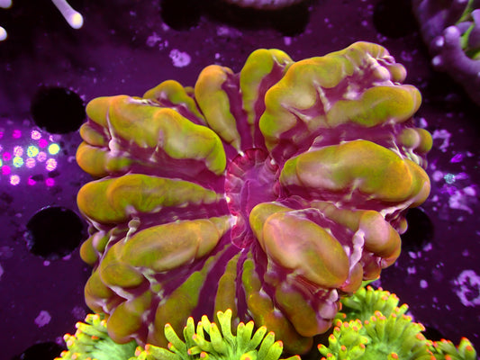 Ultra Yellow/Green Cynarina | WYSIWYG