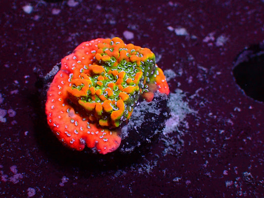 OG Goldrush Montipora | WYSIWYG