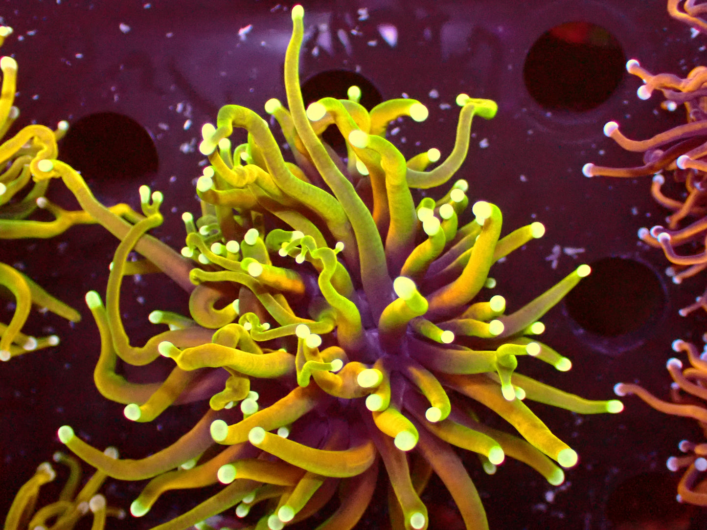 Ultra Hellfire Torch | WYSIWYG