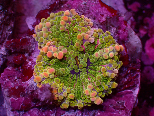 Incredible Yuma Mushroom | WYSIWYG