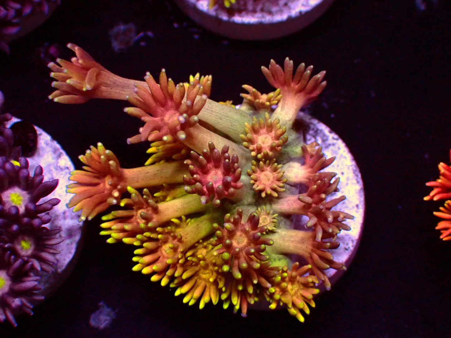 OG Rainbow Goniopora | WYSIWYG