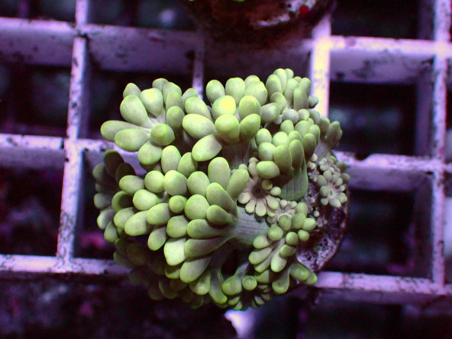 White Alveopora | WYSIWYG