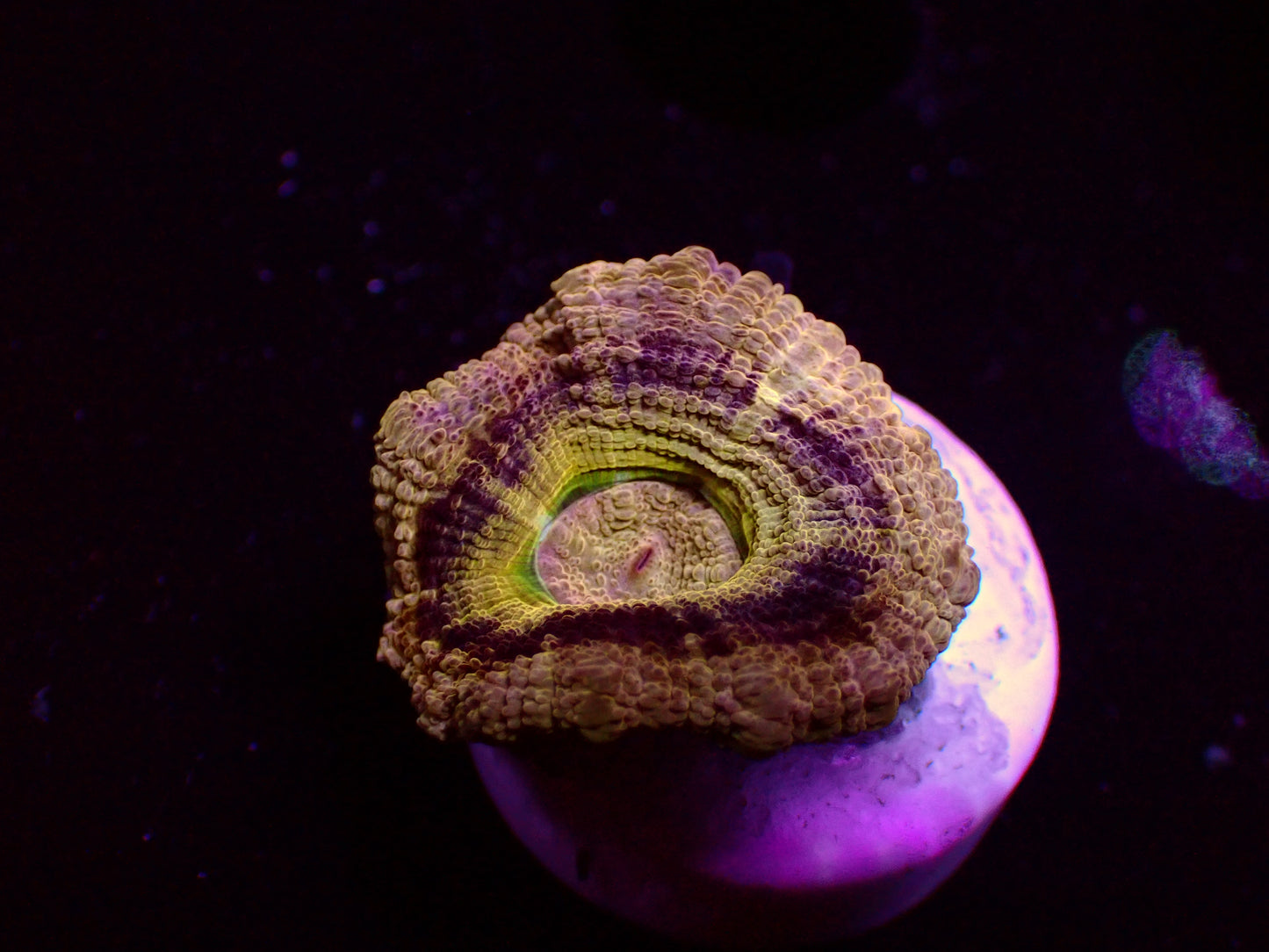 Asian Acan "Gold/Yellow Rim" | WYSIWYG