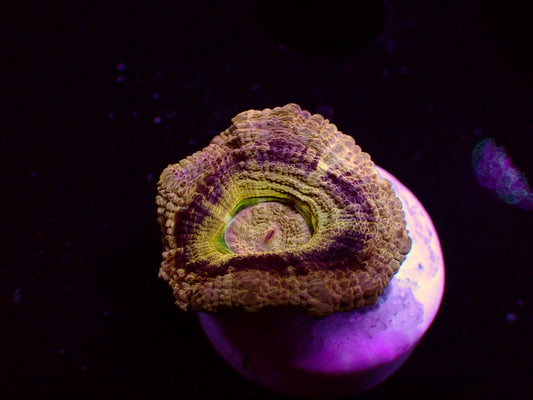 Asian Acan "Gold/Yellow Rim" | WYSIWYG