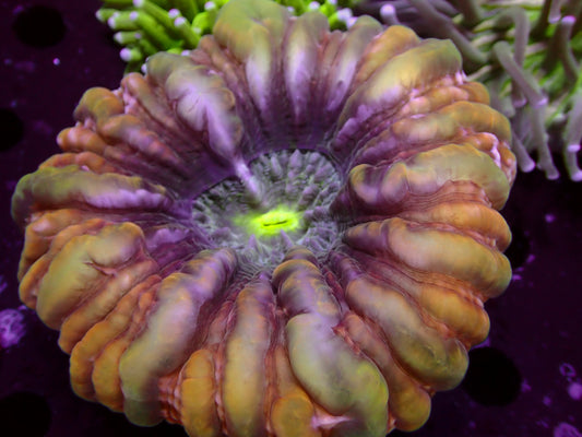 Crazy Gold Cynarina | WYSIWYG