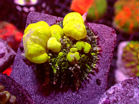 PR Biohazard Bounce Mushroom | WYSIWYG