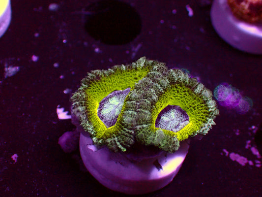 Asian Acan "Lime" | WYSIWYG