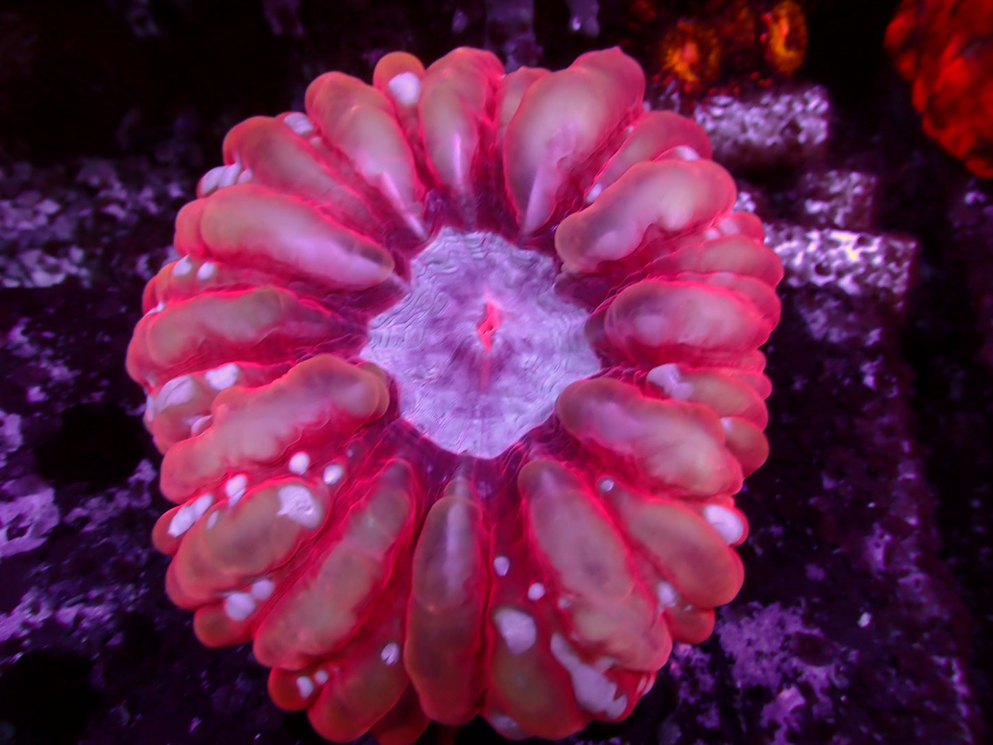 Crazy Pink/Red Cynarina | WYSIWYG