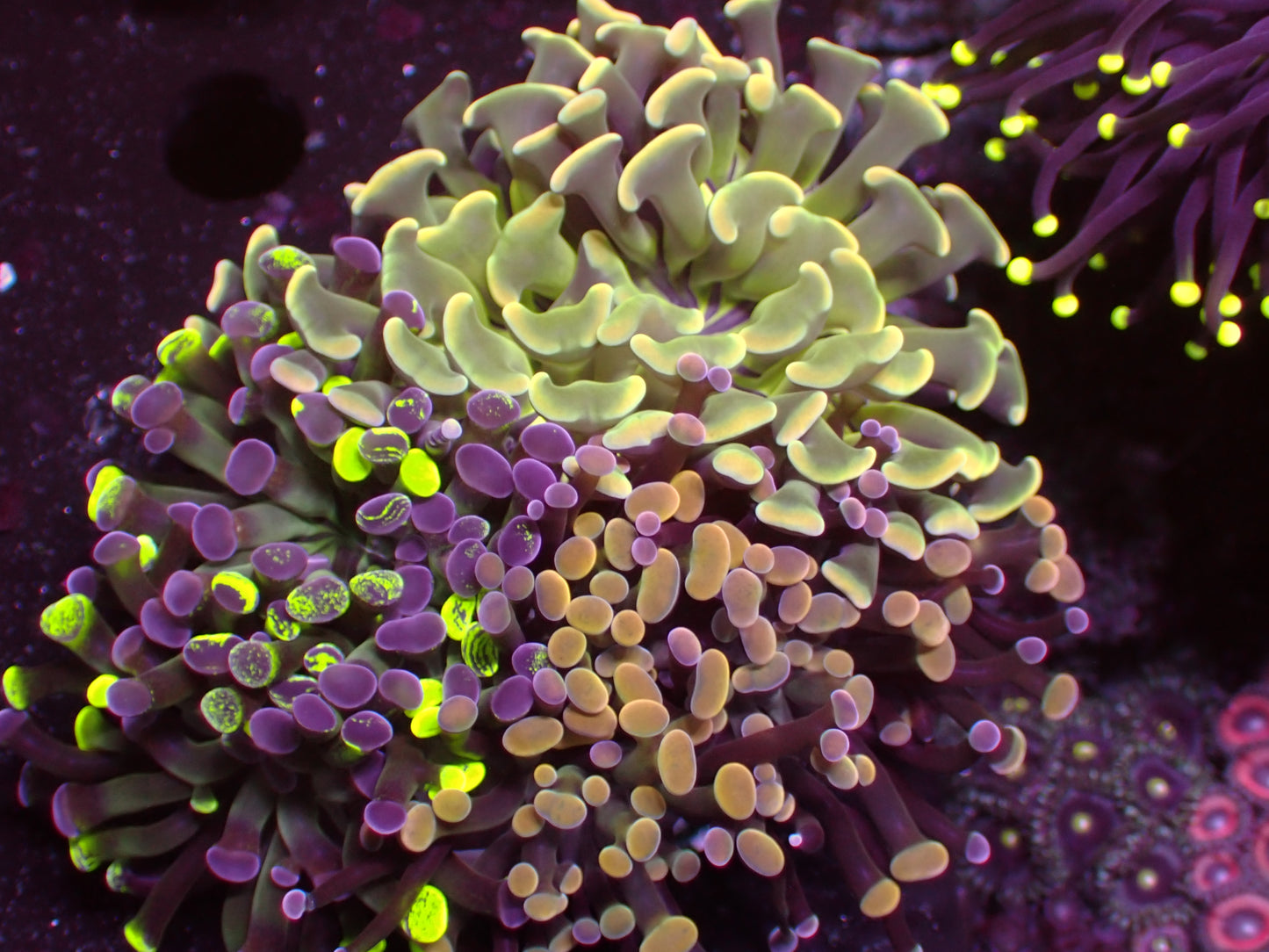 Mix Hammer Garden | WYSIWYG