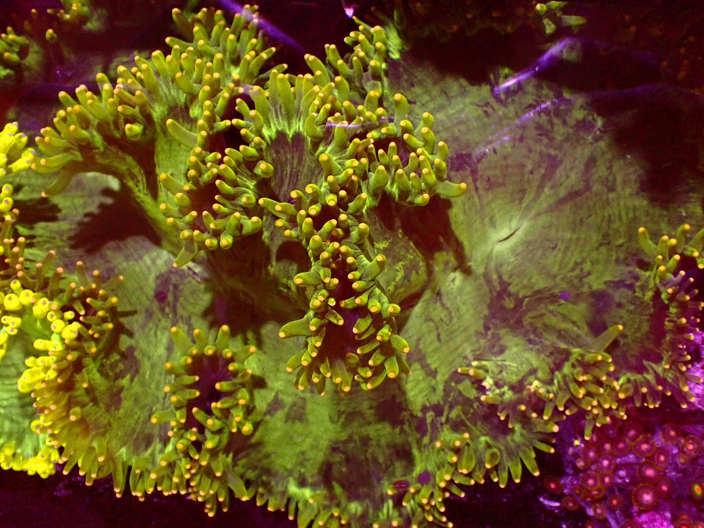 XXL Gold Tip Catalaphyllia | WYSIWYG