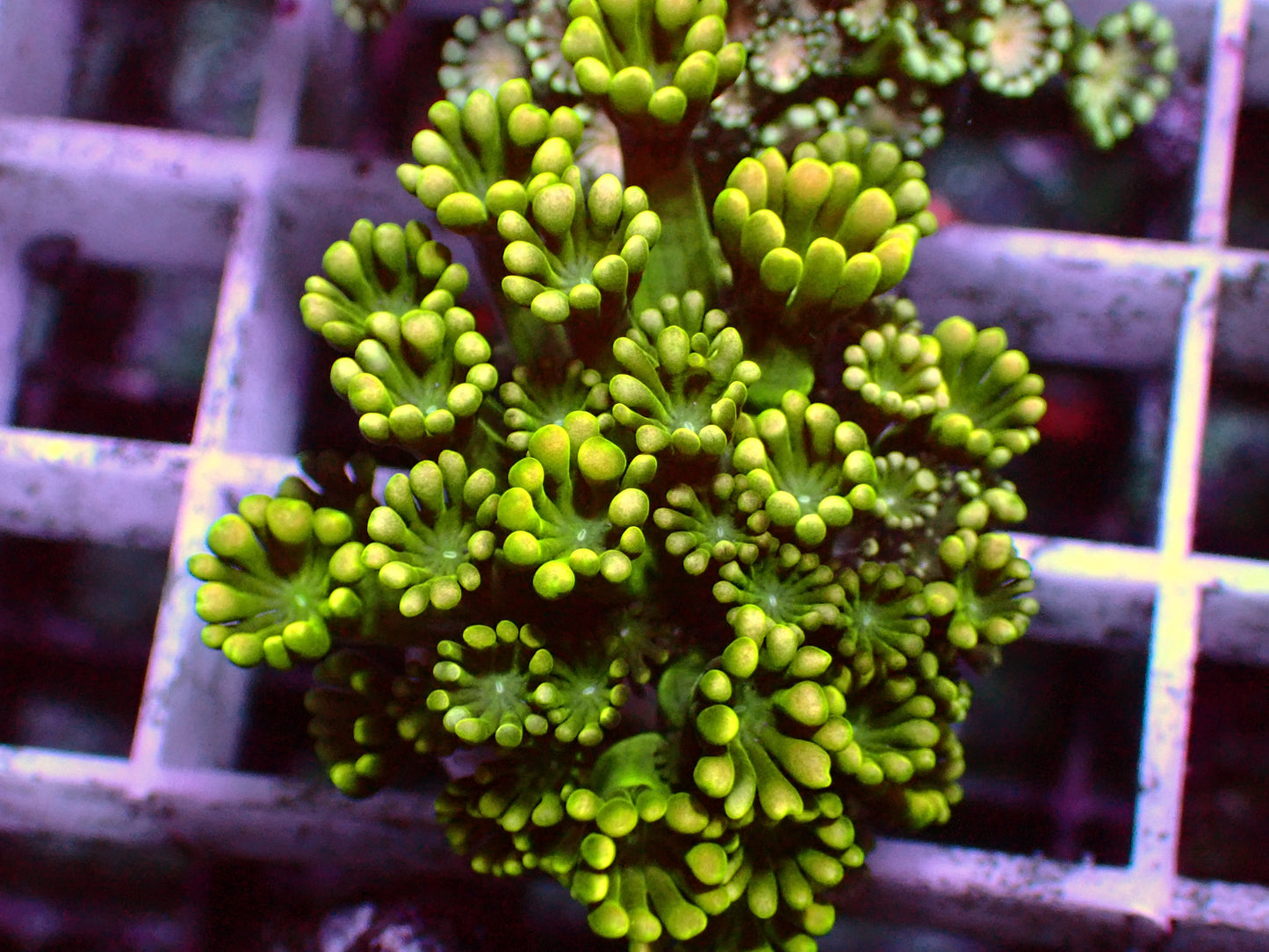 Yellow/Green Alveopora | WYSIWYG