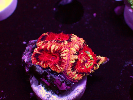 Asian Acan "Crazy Mastergrade" | WYSIWYG
