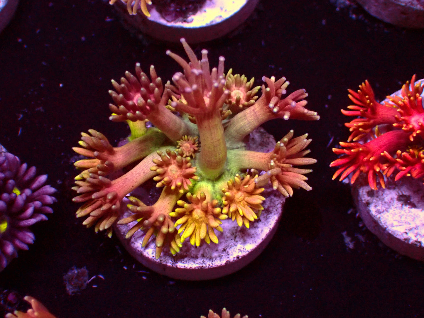 OG Rainbow Goniopora | WYSIWYG