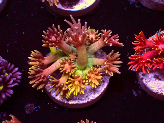 OG Rainbow Goniopora | WYSIWYG