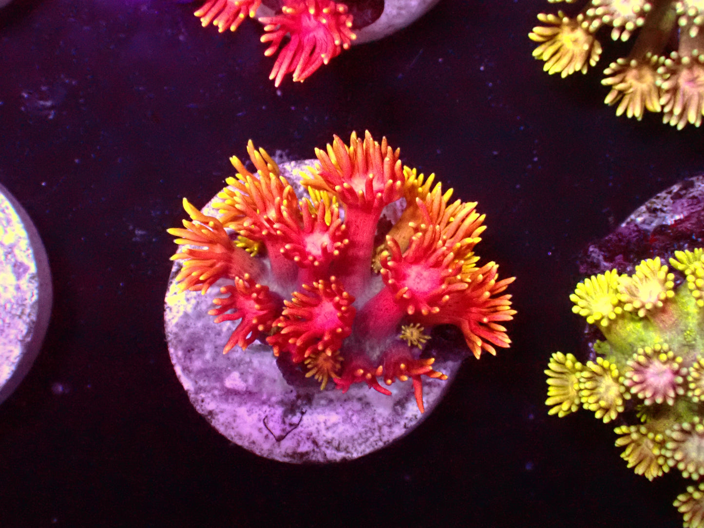 PR Rainbow Inferno Goniopora | WYSIWYG