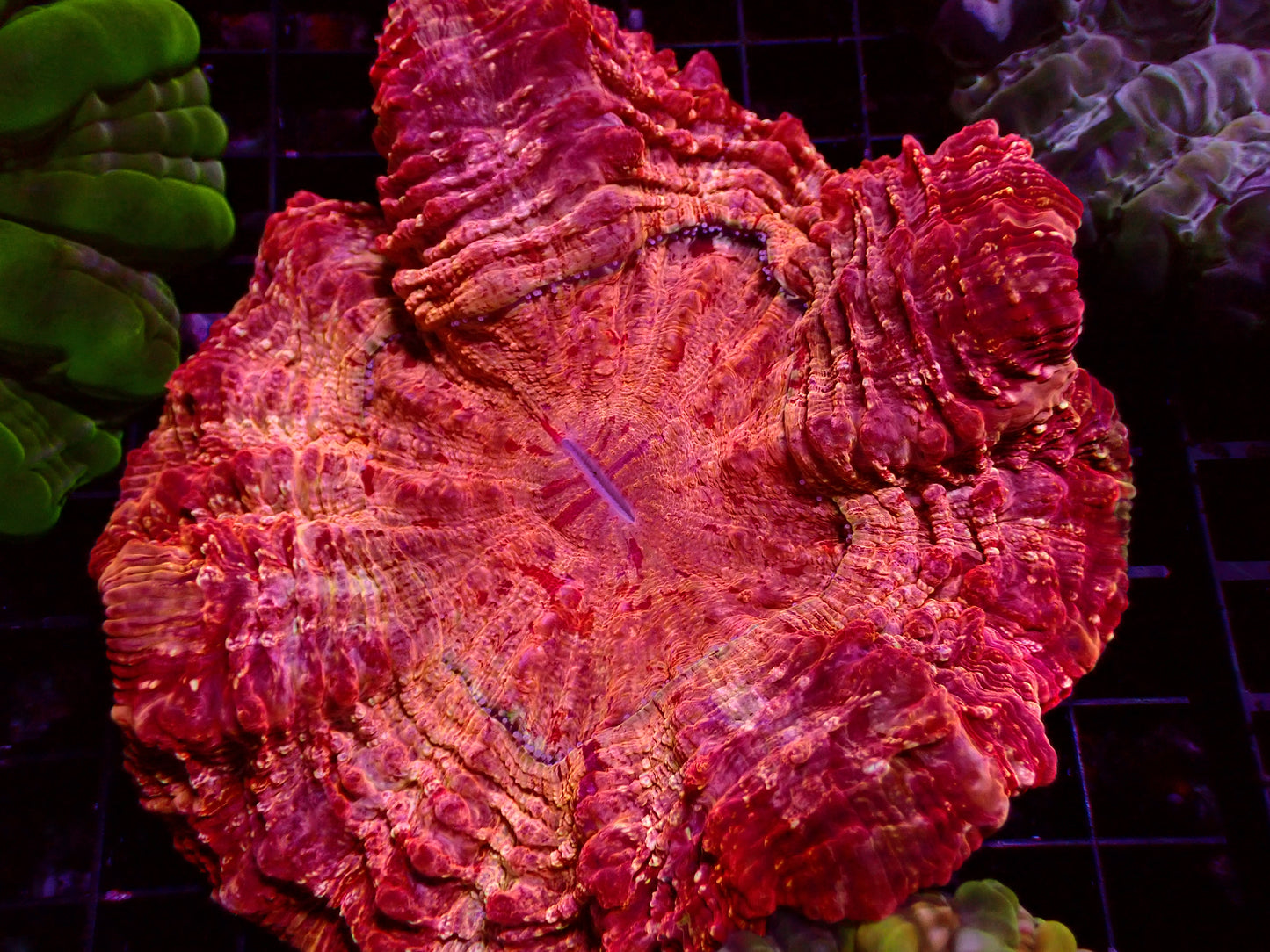 Cherry Blossom Acnthophyllia | WYSIWYG