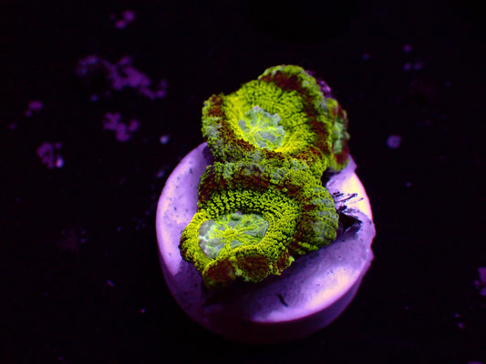 Asian Acan "Master Ufo" | WYSIWYG