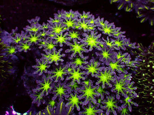Toxic Center Clavularia | WYSIWYG