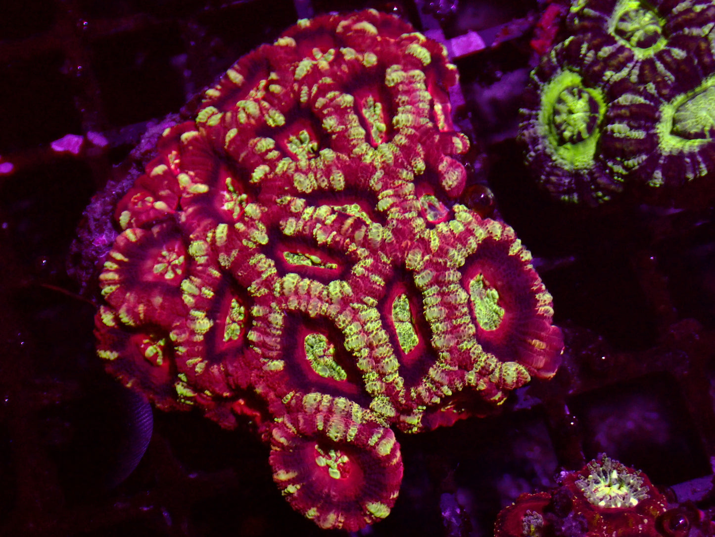 Asian Acan | Colony