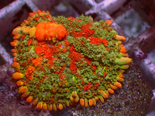 Crazy Fire Bounce Mushroom | WYSIWYG