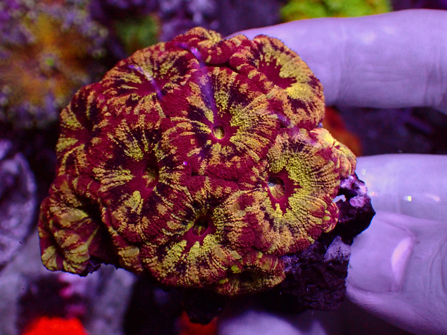 PR Alien Explosion Asian Acan | Colony