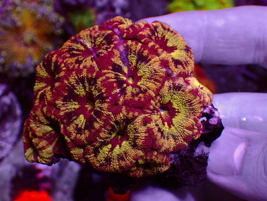 PR Alien Explosion Asian Acan | Colony