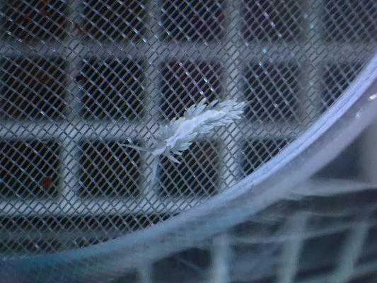 Berghia Schnecke | Aitasia Eating Nudibranch